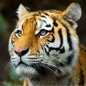 Meet your Posher, Tigress2019